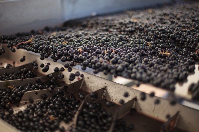 Chateau Reignac, 30 septembre 2015, vendanges, vin, chais, tonne