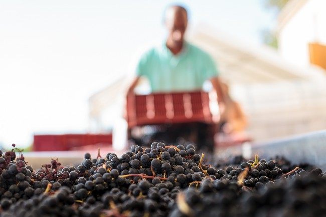 Chateau Reignac, 30 septembre 2015, vendanges, vin, chais, tonne
