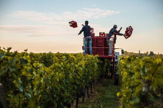 Chateau Reignac, 30 septembre 2015, vendanges, vin, chais, tonne