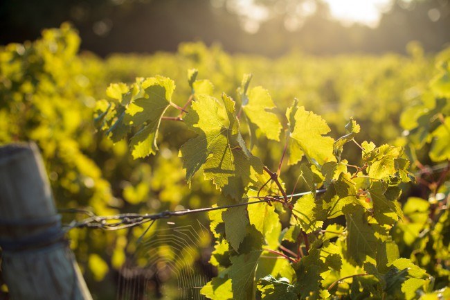 Chateau Reignac, 30 septembre 2015, vendanges, vin, chais, tonne