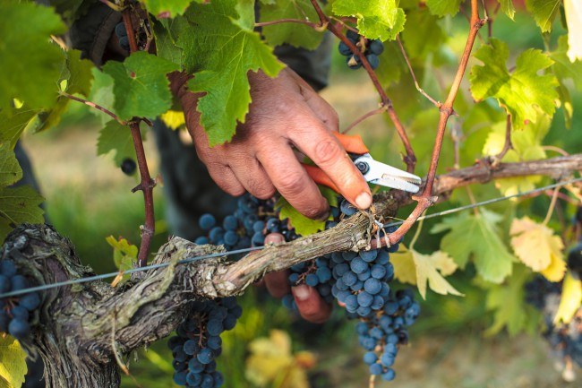 Chateau Reignac, 30 septembre 2015, vendanges, vin, chais, tonne