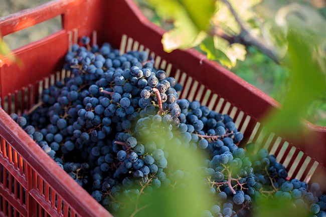 Chateau Reignac, 30 septembre 2015, vendanges, vin, chais, tonne