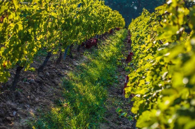 Chateau Reignac, 30 septembre 2015, vendanges, vin, chais, tonne