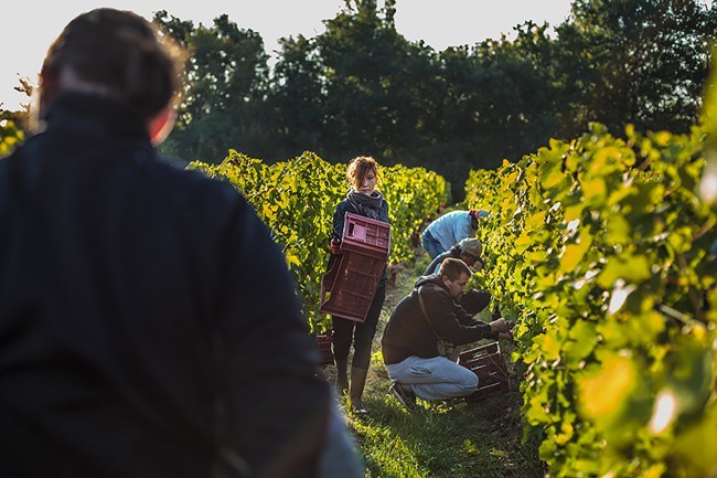 Chateau Reignac, 30 septembre 2015, vendanges, vin, chais, tonne