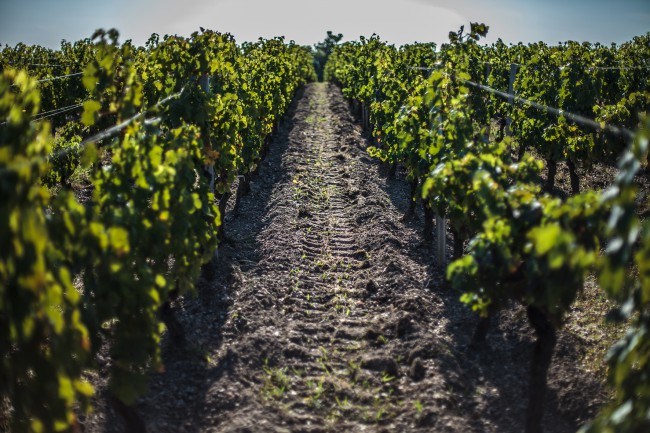 Chateau Reignac, 30 septembre 2015, vendanges, vin, chais, tonne